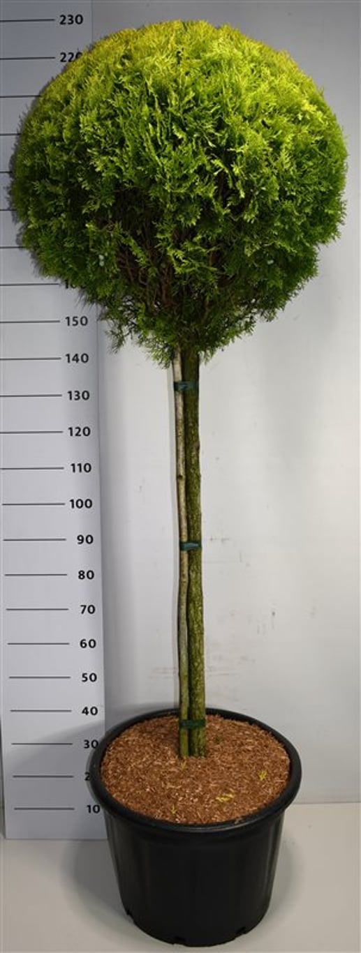 Thuja – Thuja occidentalis 'Aurea Nana' - C65 120 cm. Stam